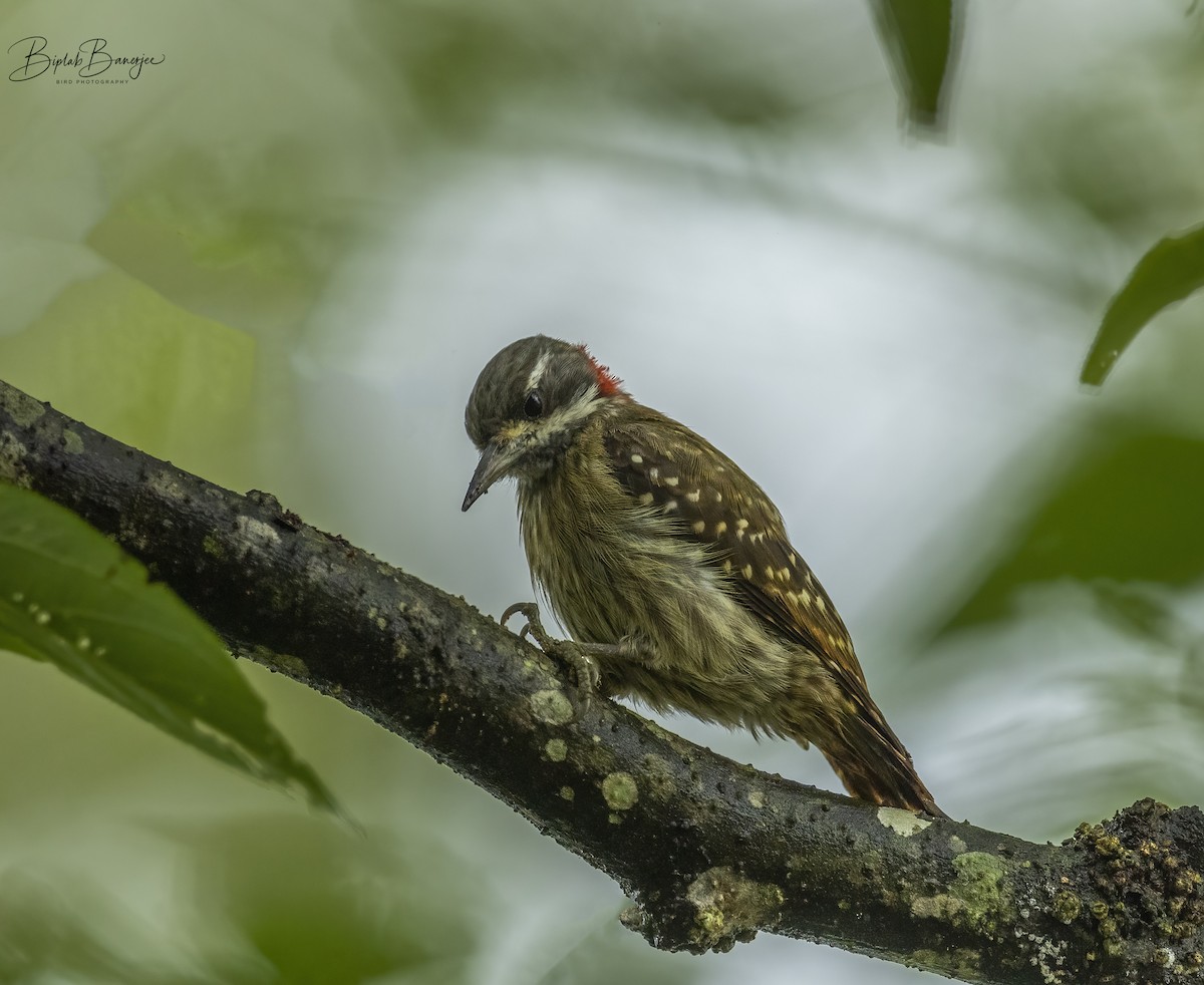 Sulawesi Pygmy Woodpecker - ML615206504