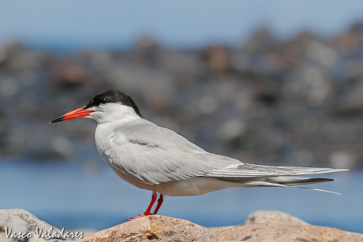 Common Tern - ML615206721