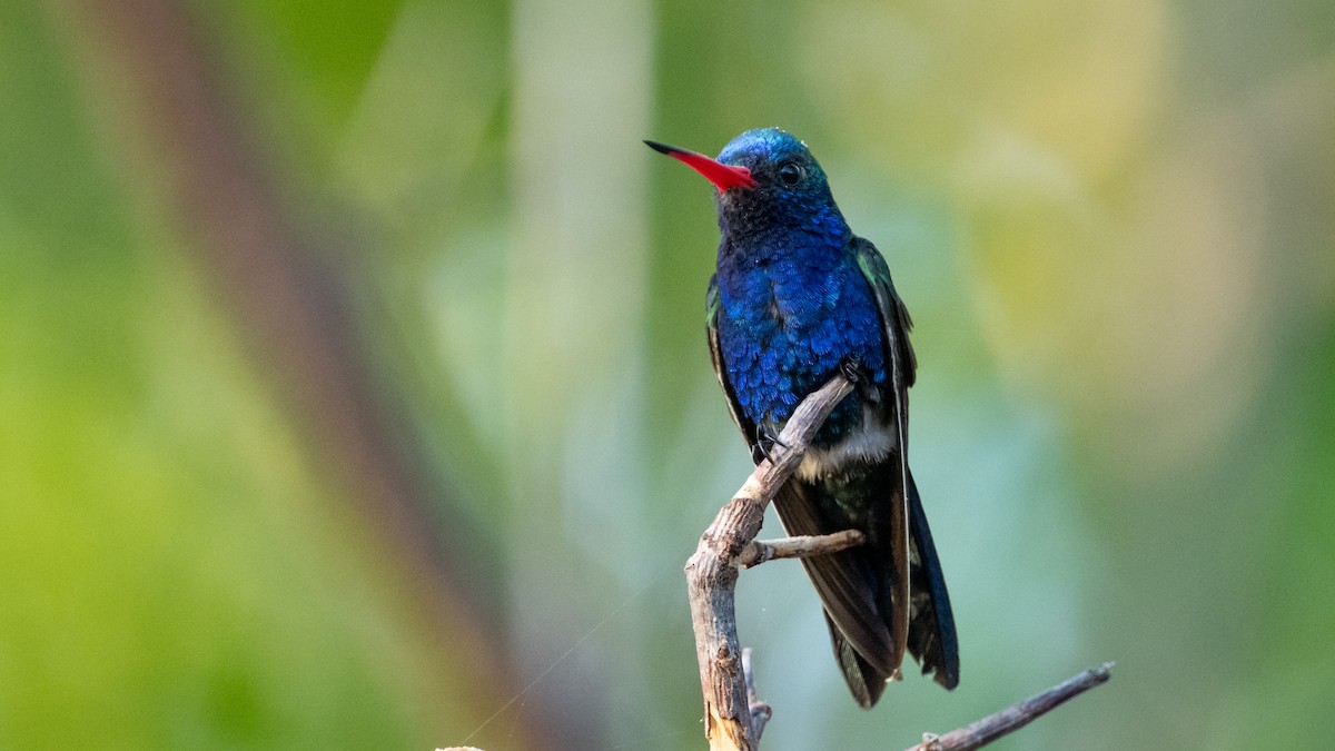 Turquoise-crowned Hummingbird - Mathurin Malby