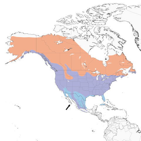 American Robin Range Map