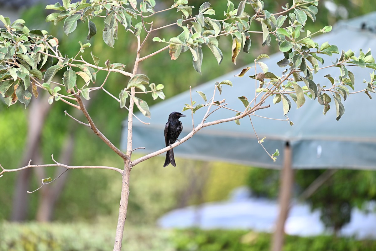 Fork-tailed Drongo - ML615207115