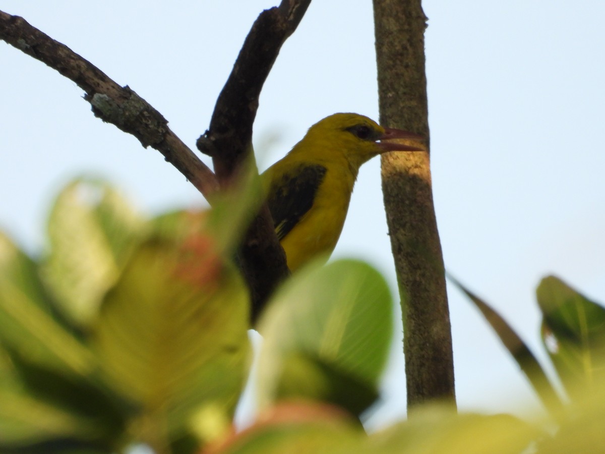 Indian Golden Oriole - ML615207131