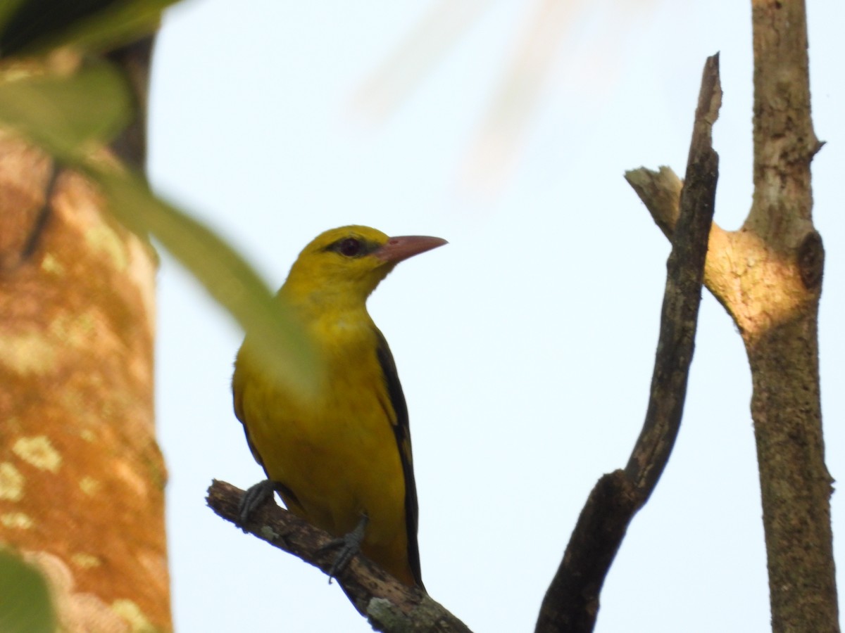 Indian Golden Oriole - ML615207132