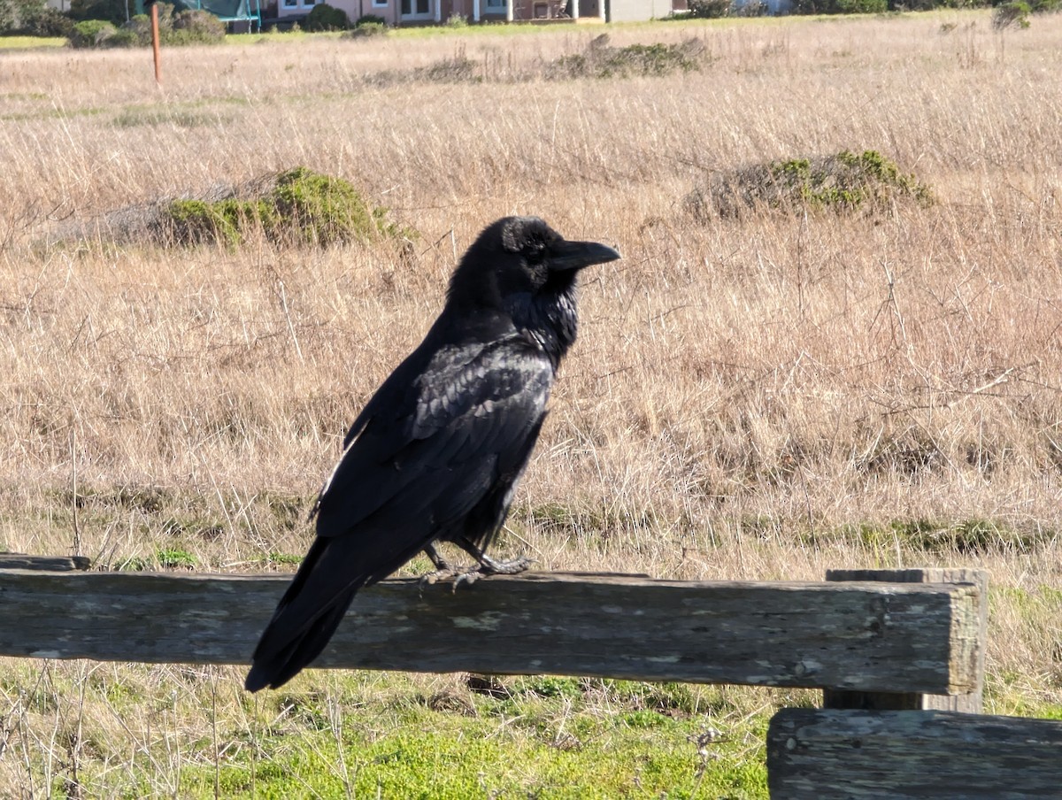 Common Raven - ML615207221