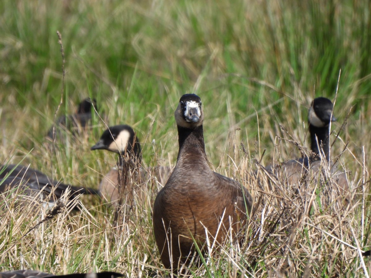 Greater White-fronted x Cackling Goose (hybrid) - ML615207255