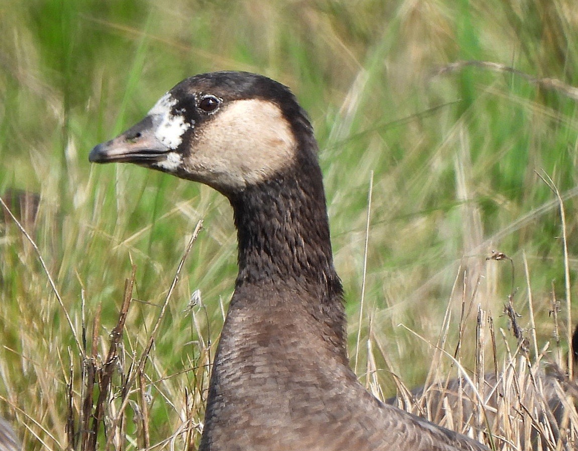 Greater White-fronted x Cackling Goose (hybrid) - ML615207256