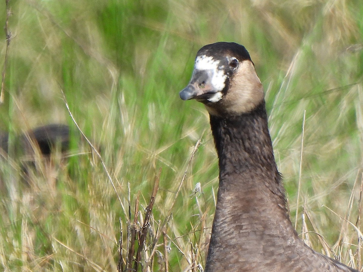 Greater White-fronted x Cackling Goose (hybrid) - Rebecca  Hart