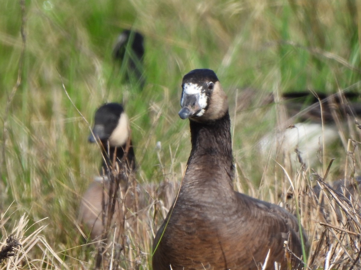 Greater White-fronted x Cackling Goose (hybrid) - ML615207258