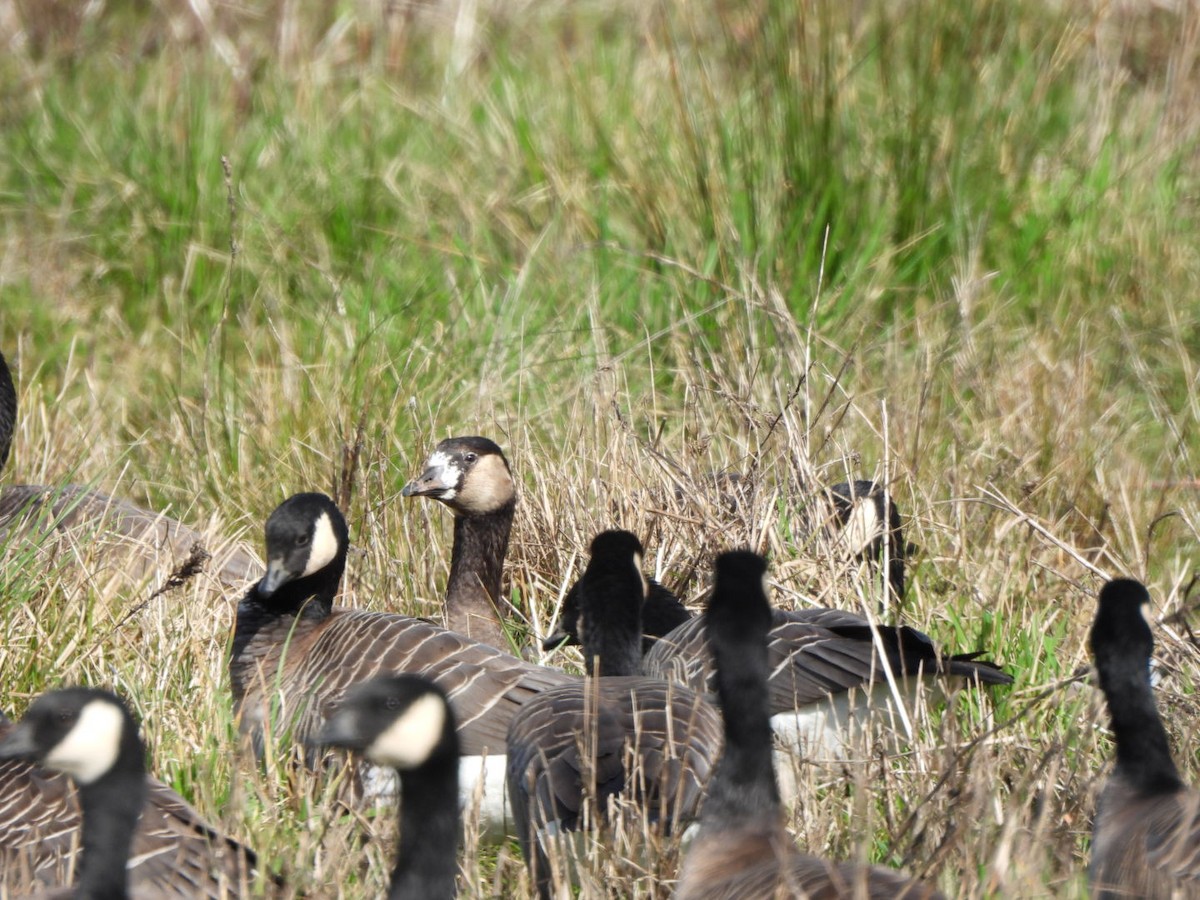 Greater White-fronted x Cackling Goose (hybrid) - ML615207262