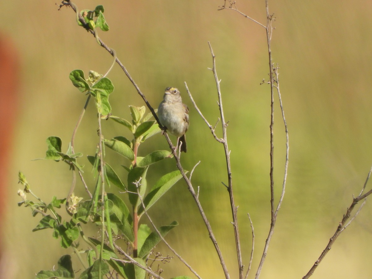 Grassland Sparrow - ML615207335