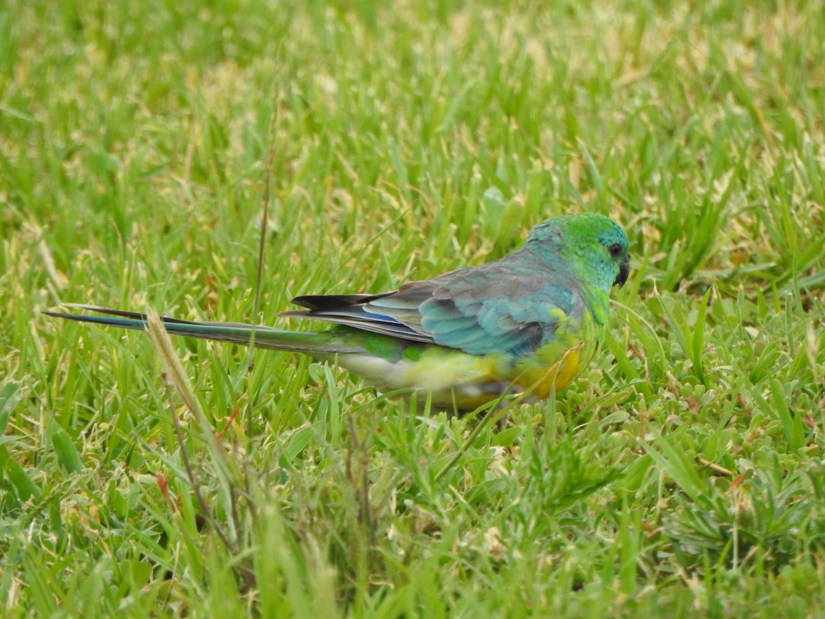 Red-rumped Parrot - ML615207412