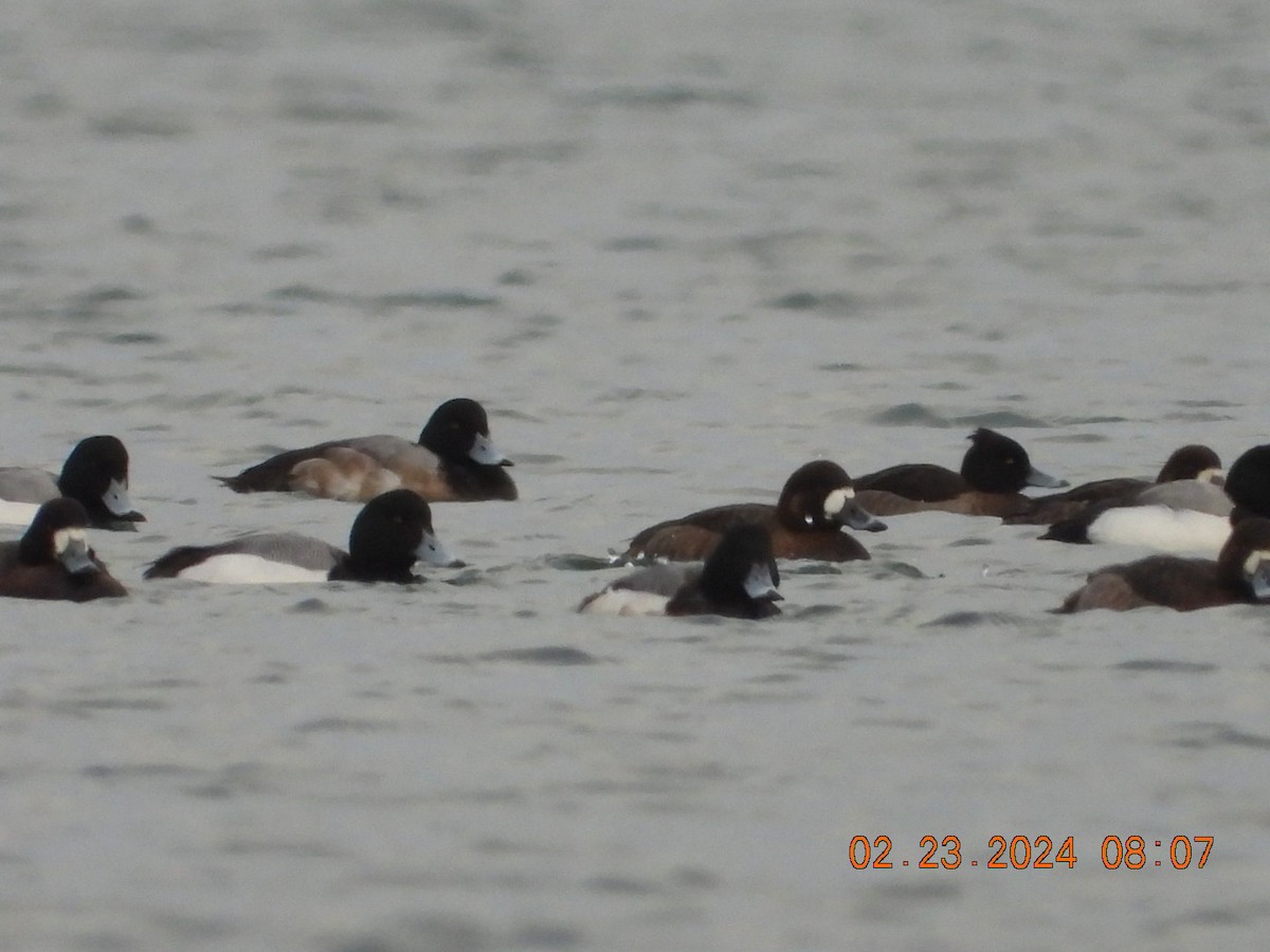 Tufted Duck - ML615207422