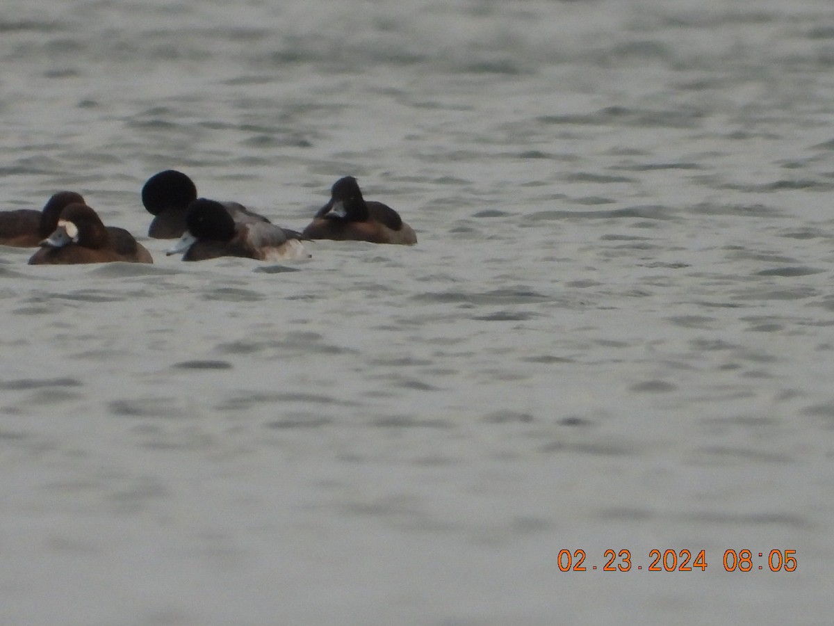 Tufted Duck - ML615207423