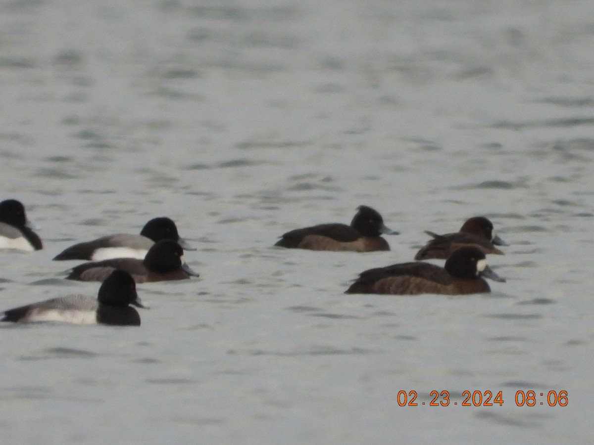 Tufted Duck - ML615207424