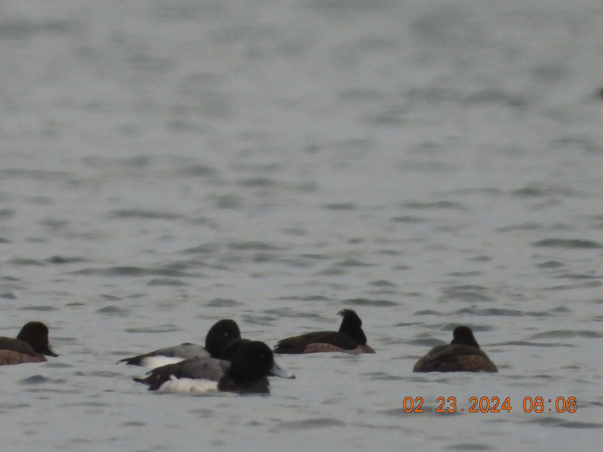 Tufted Duck - ML615207425