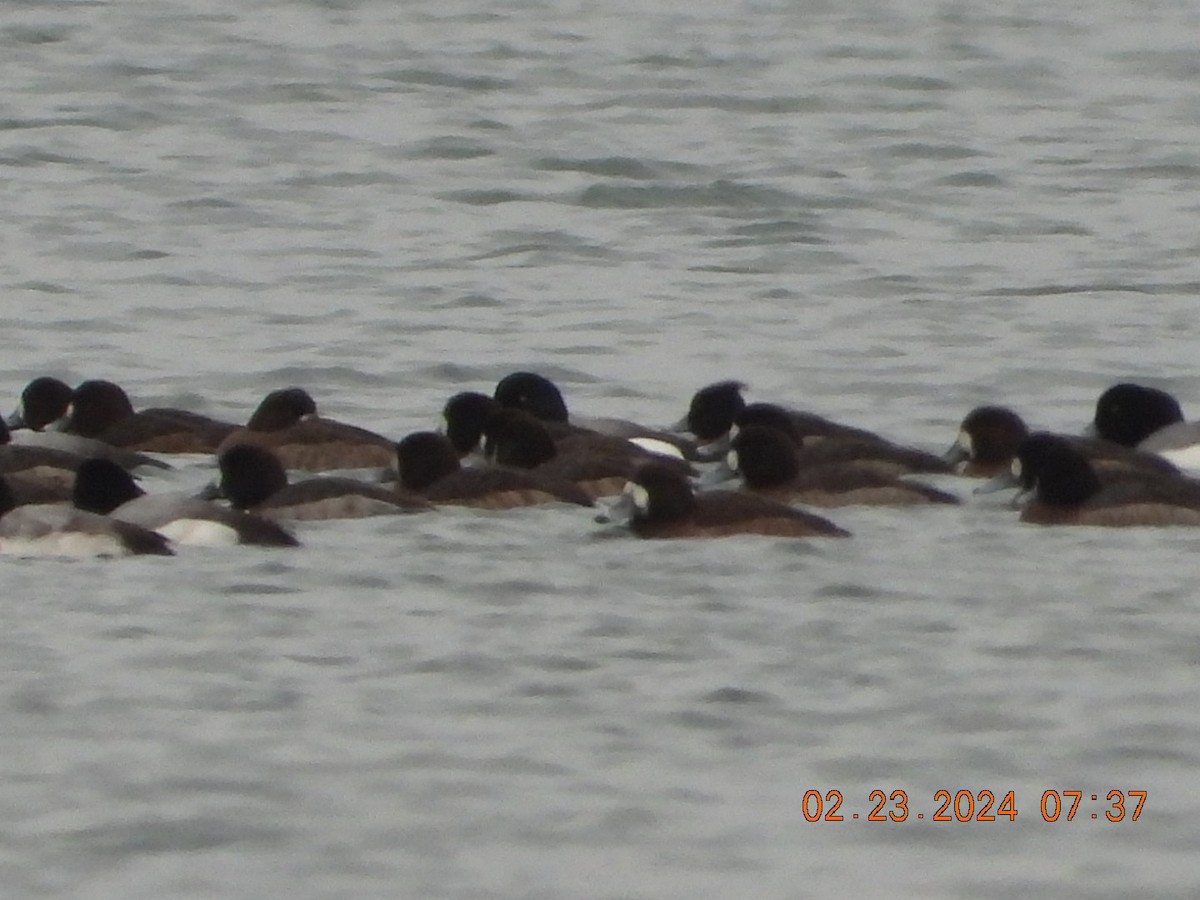 Tufted Duck - ML615207511