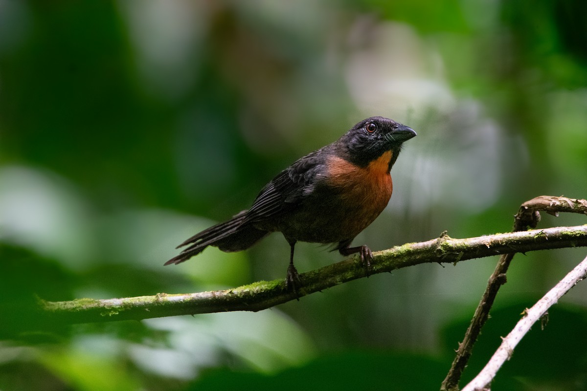 Black-cheeked Ant-Tanager - ML615207520