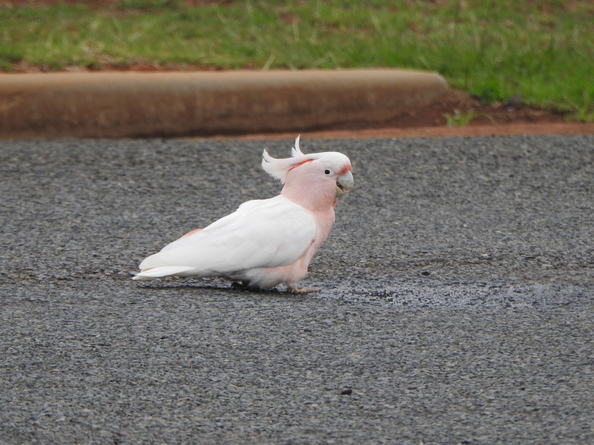 Pink Cockatoo - DS Ridley