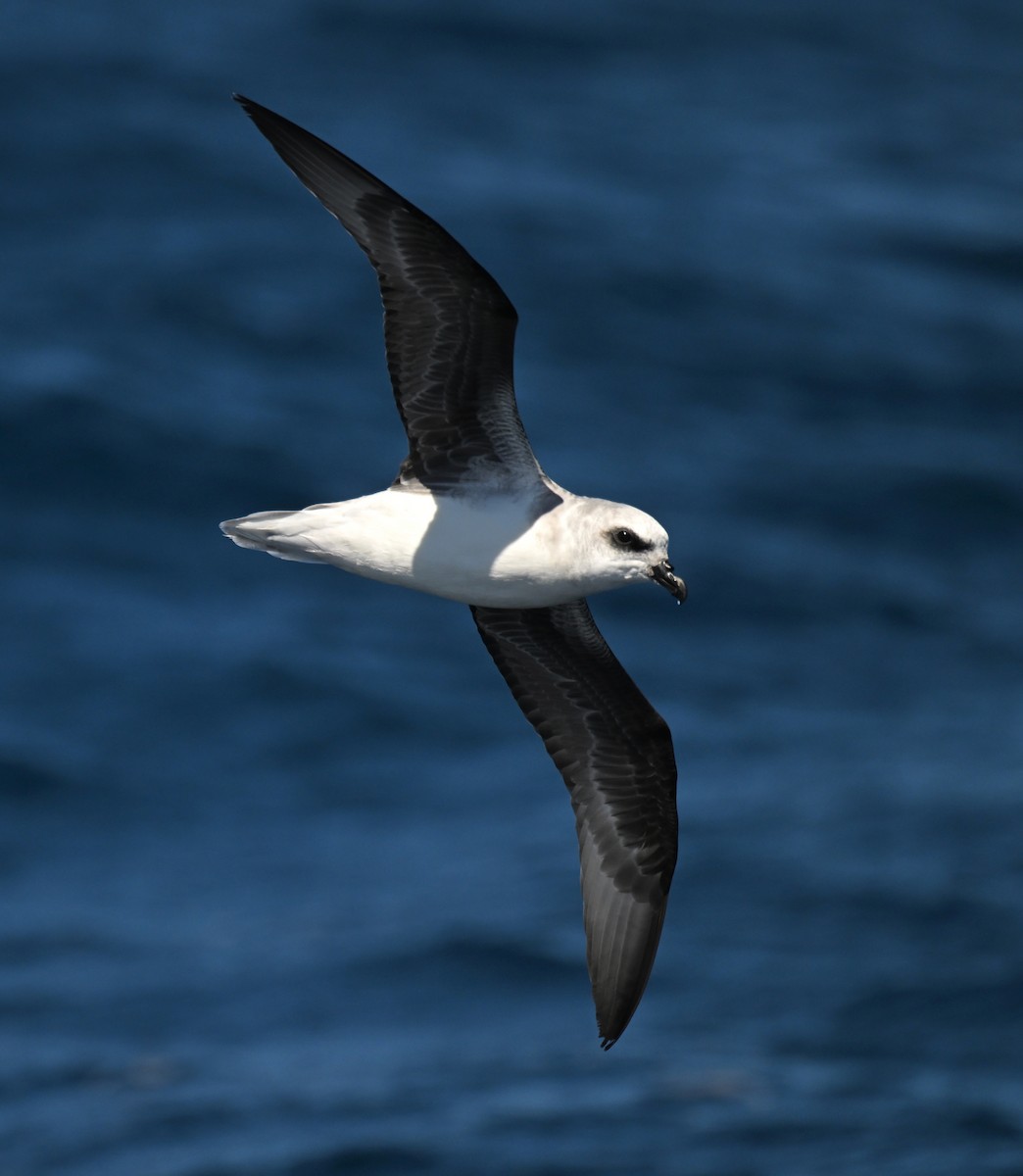 White-headed Petrel - Ting-Wei (廷維) HUNG (洪)
