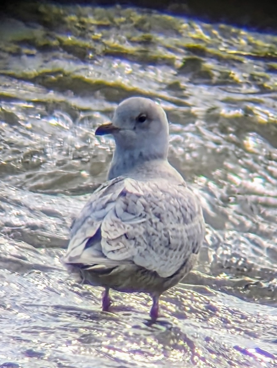 Iceland Gull (kumlieni) - ML615207631