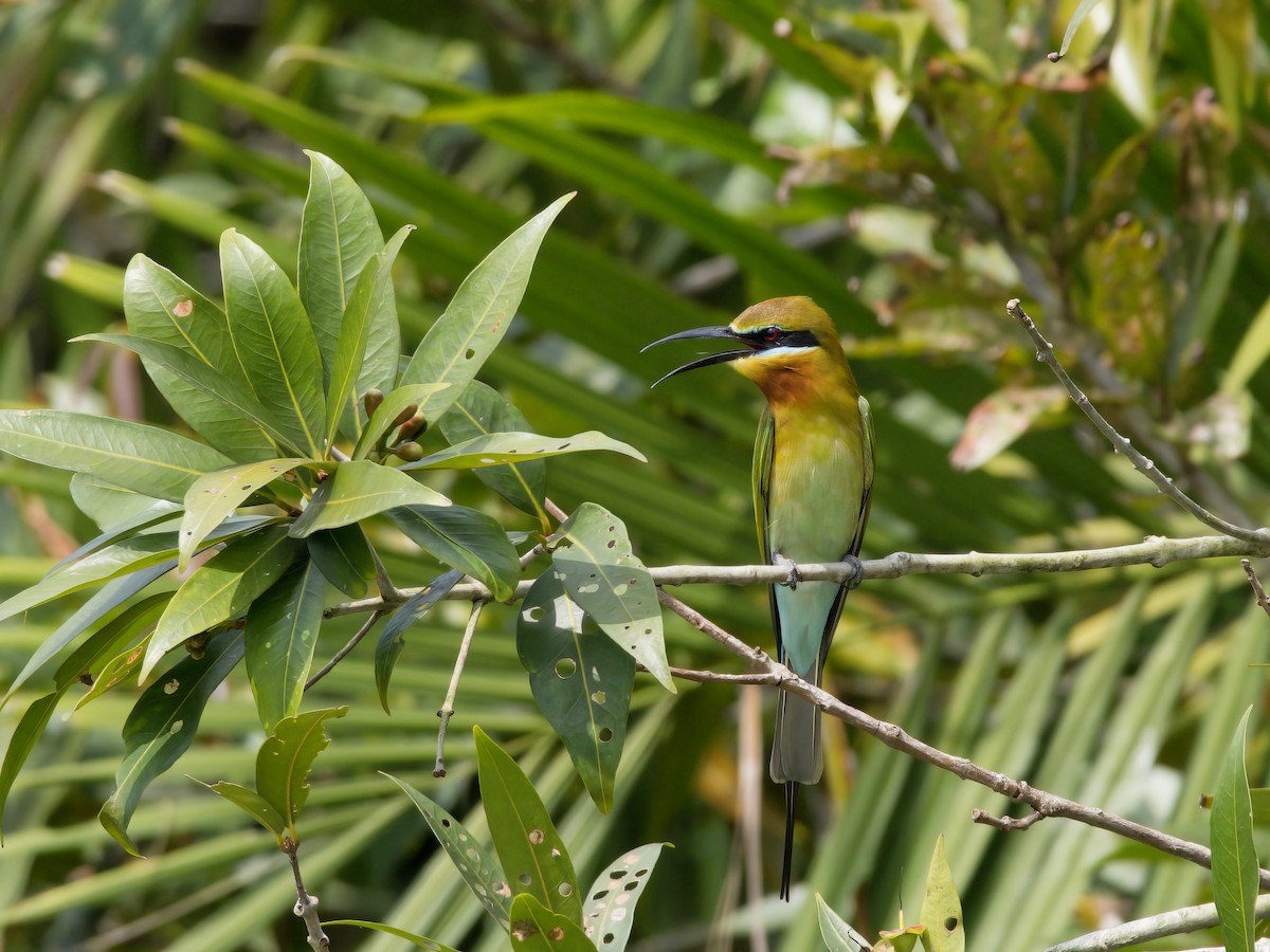 Blue-tailed Bee-eater - ML615207701
