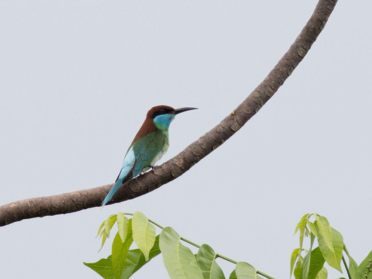Blue-throated Bee-eater - Evelyn Lee