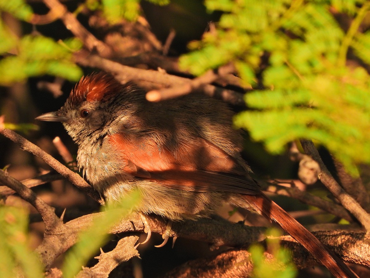 Sooty-fronted Spinetail - ML615207784