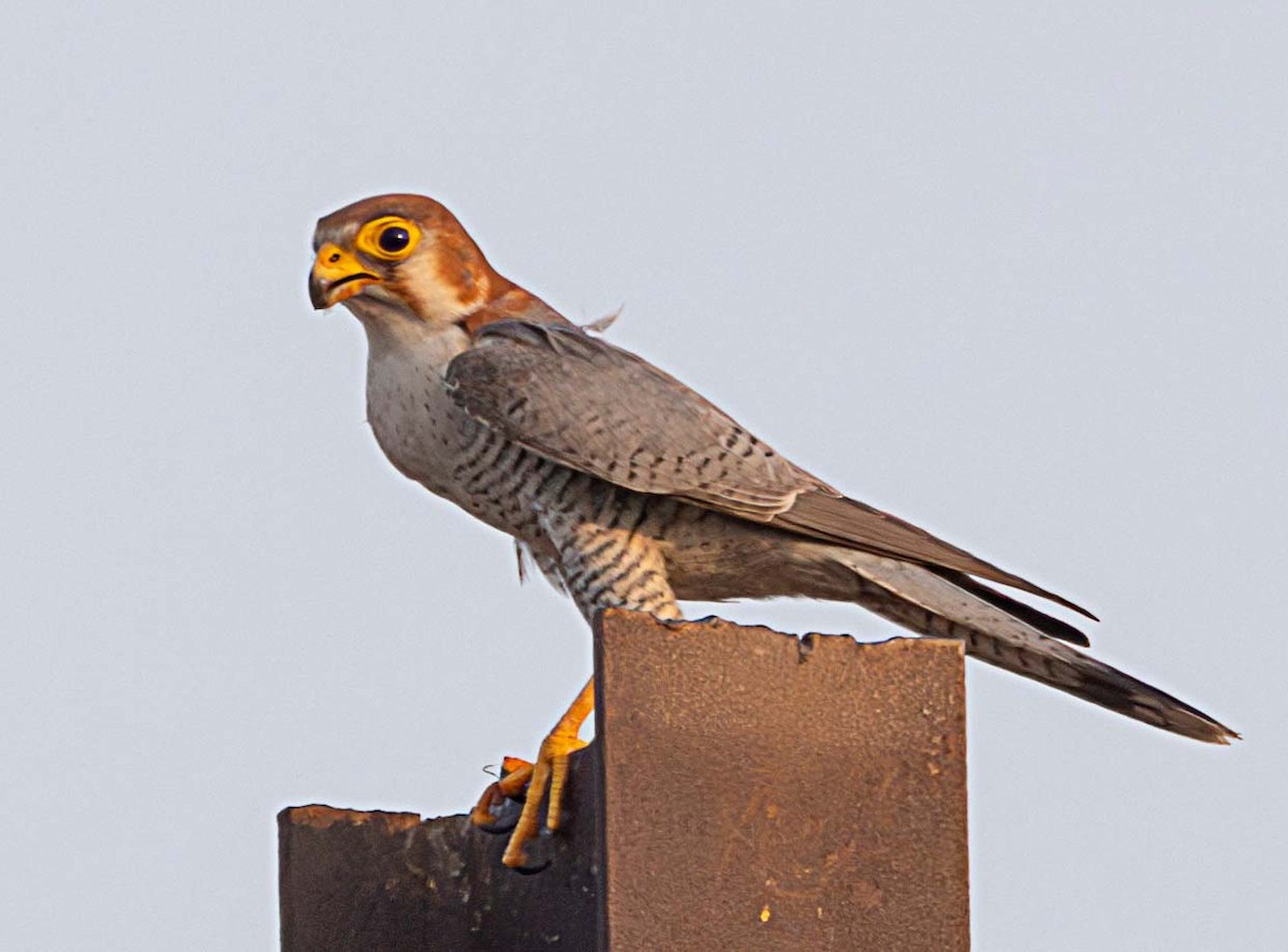 Red-necked Falcon - ML615207810