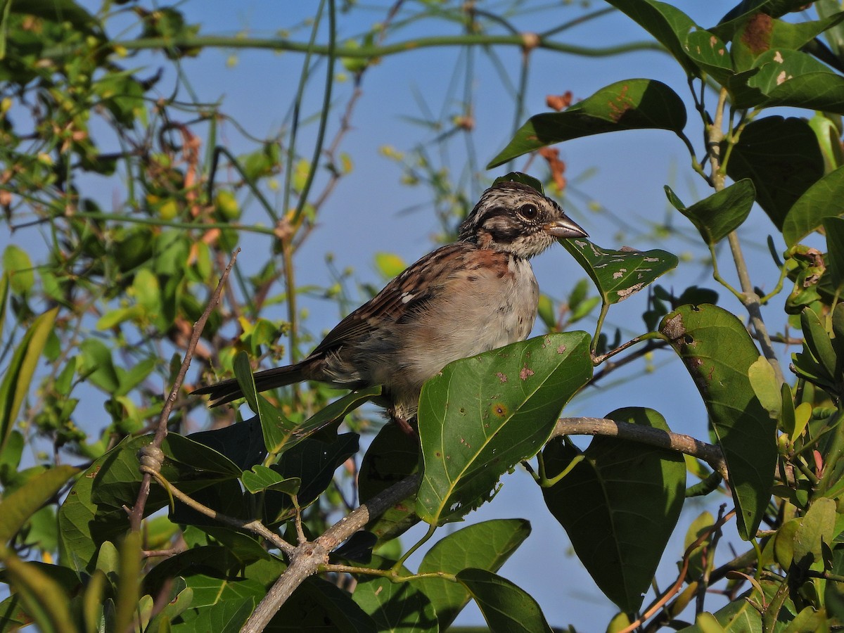 Rufous-collared Sparrow - ML615207811