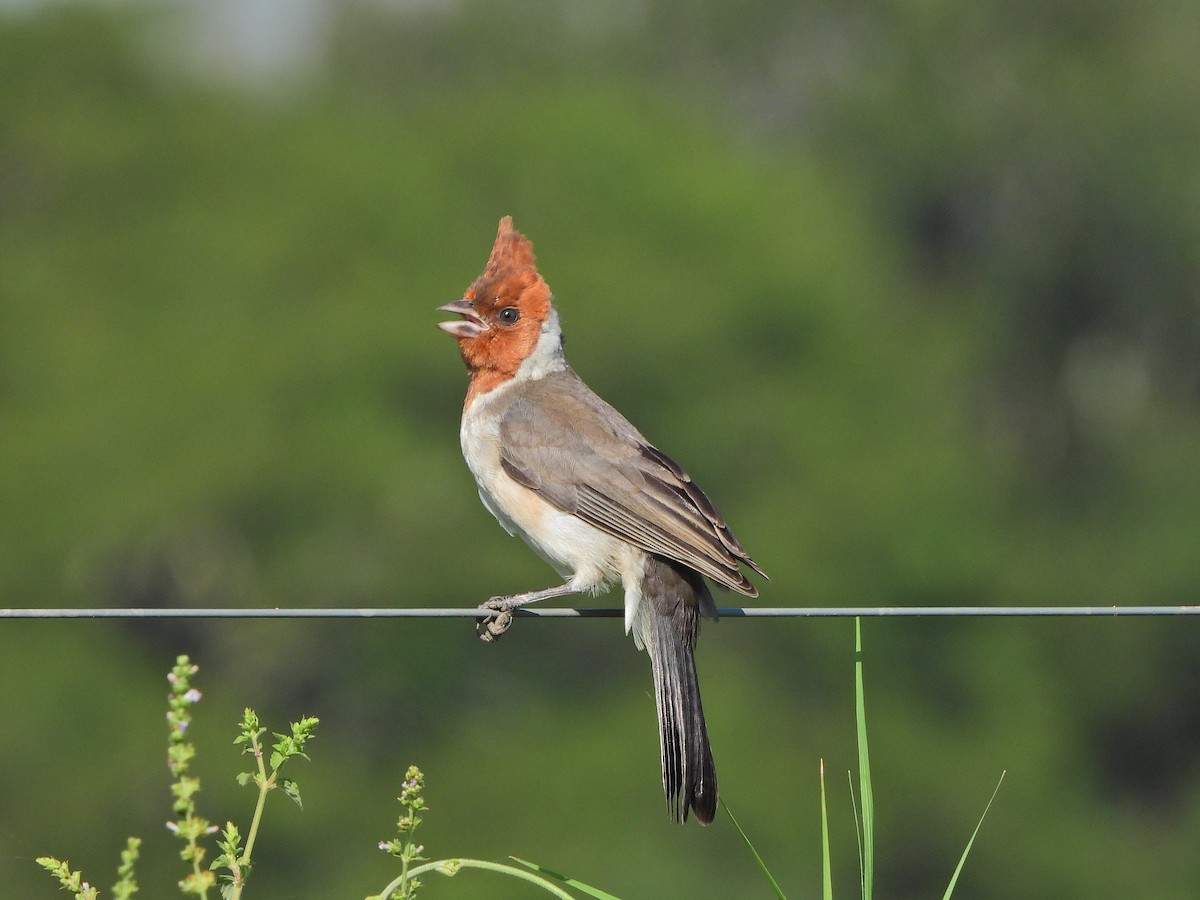 Red-crested Cardinal - ML615207825