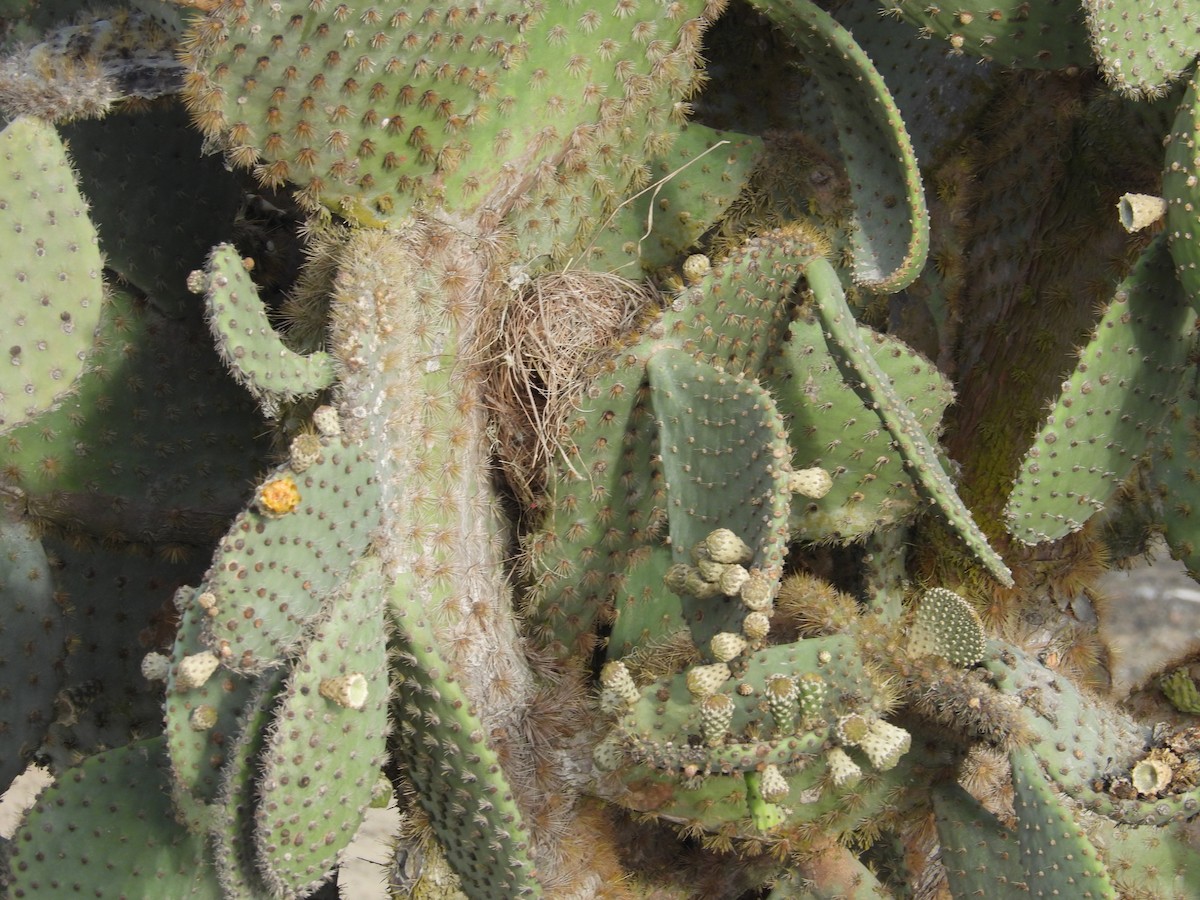 Common Cactus-Finch - ML615207872