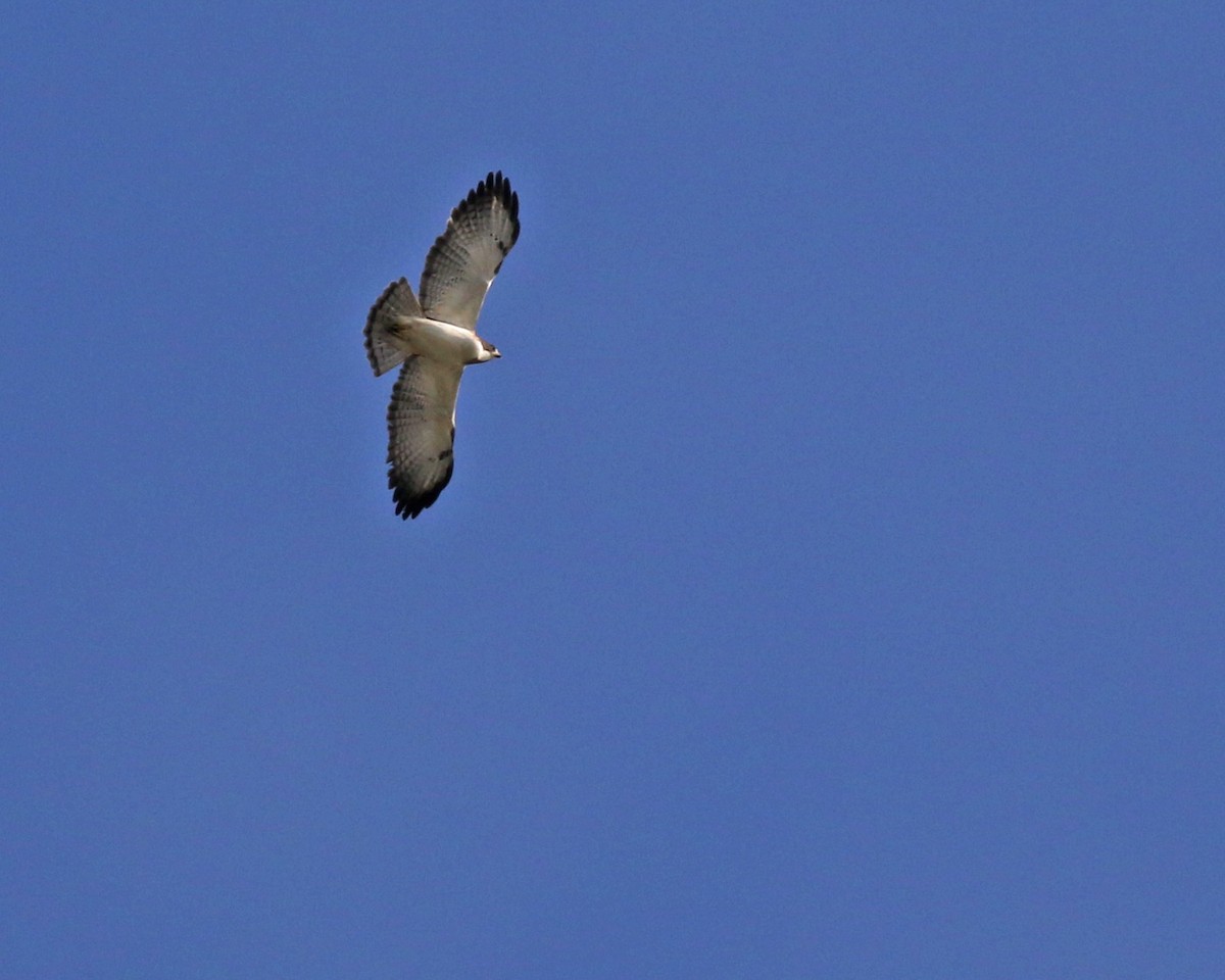 Short-tailed Hawk - Linda Scrima