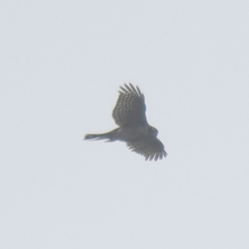 Eurasian Sparrowhawk - ML615208337