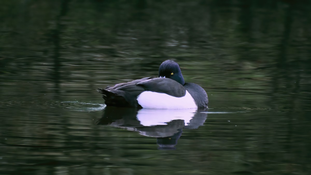 Tufted Duck - ML615208372