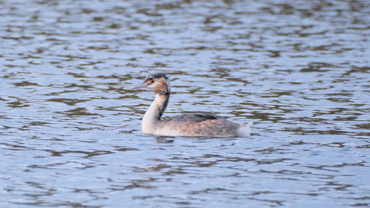 Great Crested Grebe - ML615208376