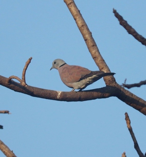 Red Collared-Dove - ML615208380