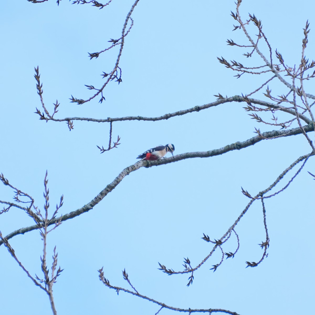 Great Spotted Woodpecker - ML615208428
