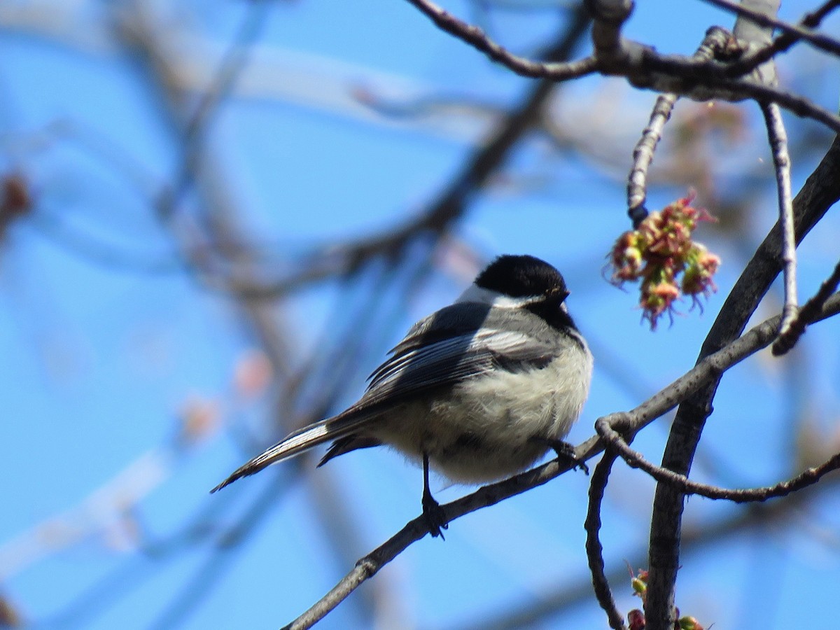 Black-capped Chickadee - ML615208480