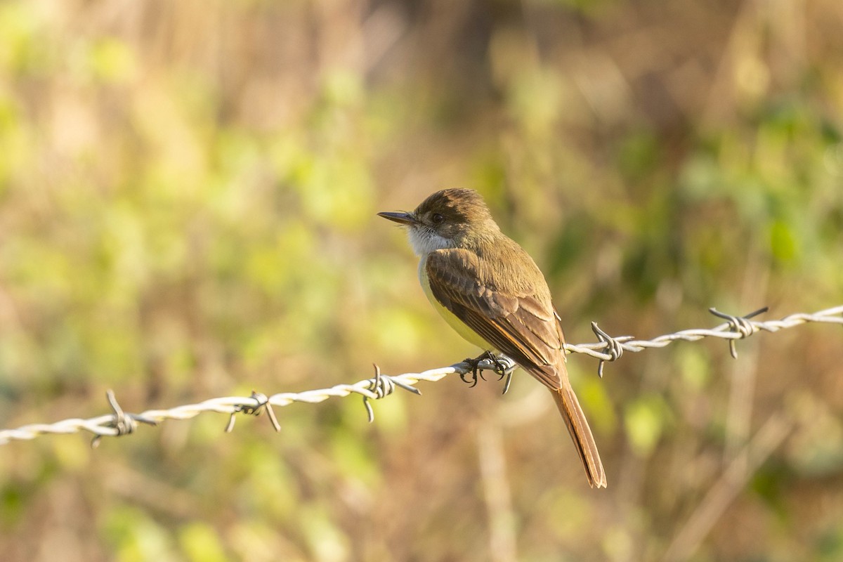 Dusky-capped Flycatcher (lawrenceii Group) - Benjamin Griffith