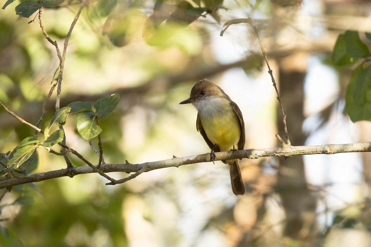 Dusky-capped Flycatcher (lawrenceii Group) - Benjamin Griffith