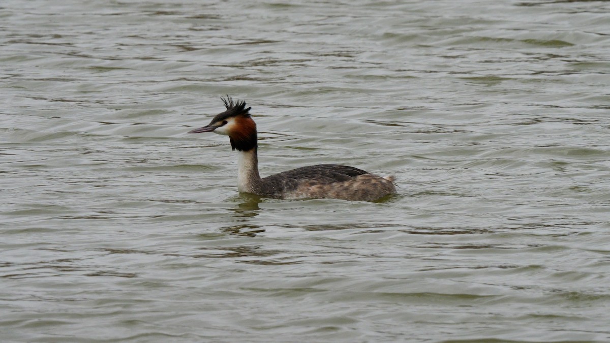 Great Crested Grebe - ML615208786