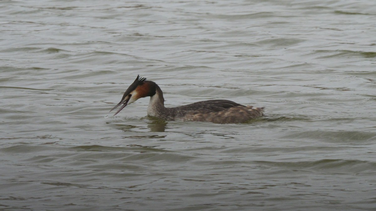 Great Crested Grebe - ML615208789