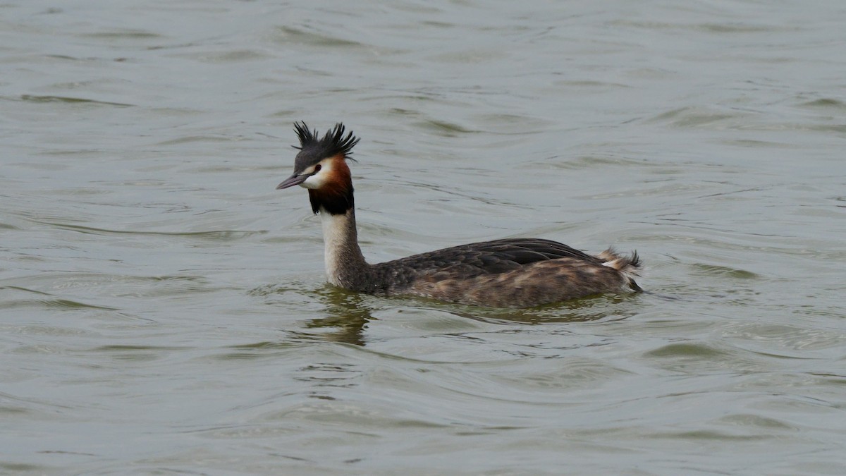 Great Crested Grebe - ML615208792