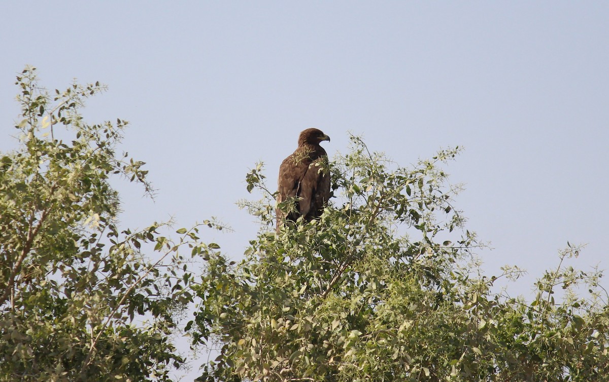 Greater Spotted Eagle - ML615208852