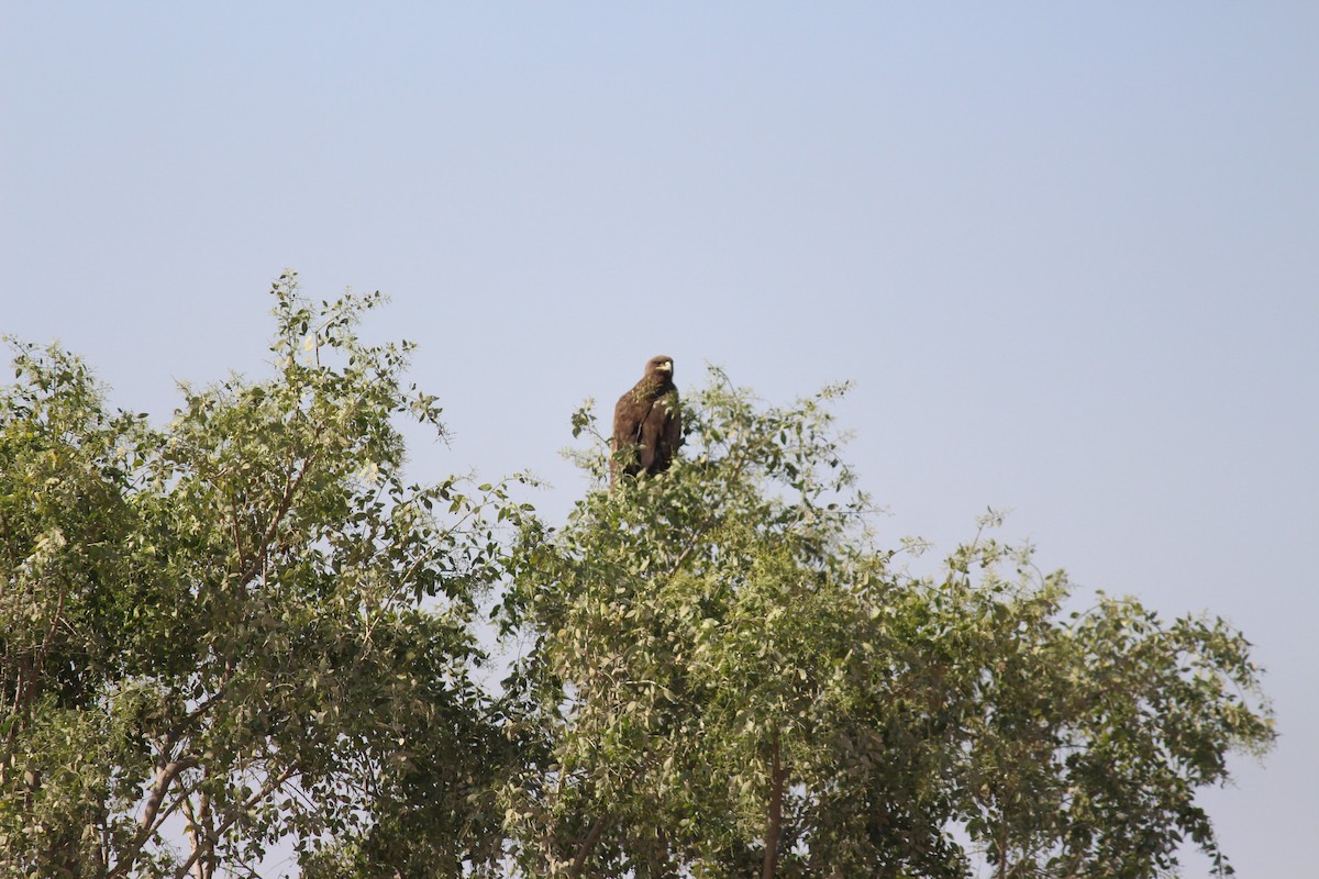 Greater Spotted Eagle - ML615208853