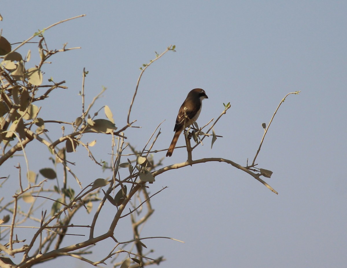 Brown Shrike - Neema Das