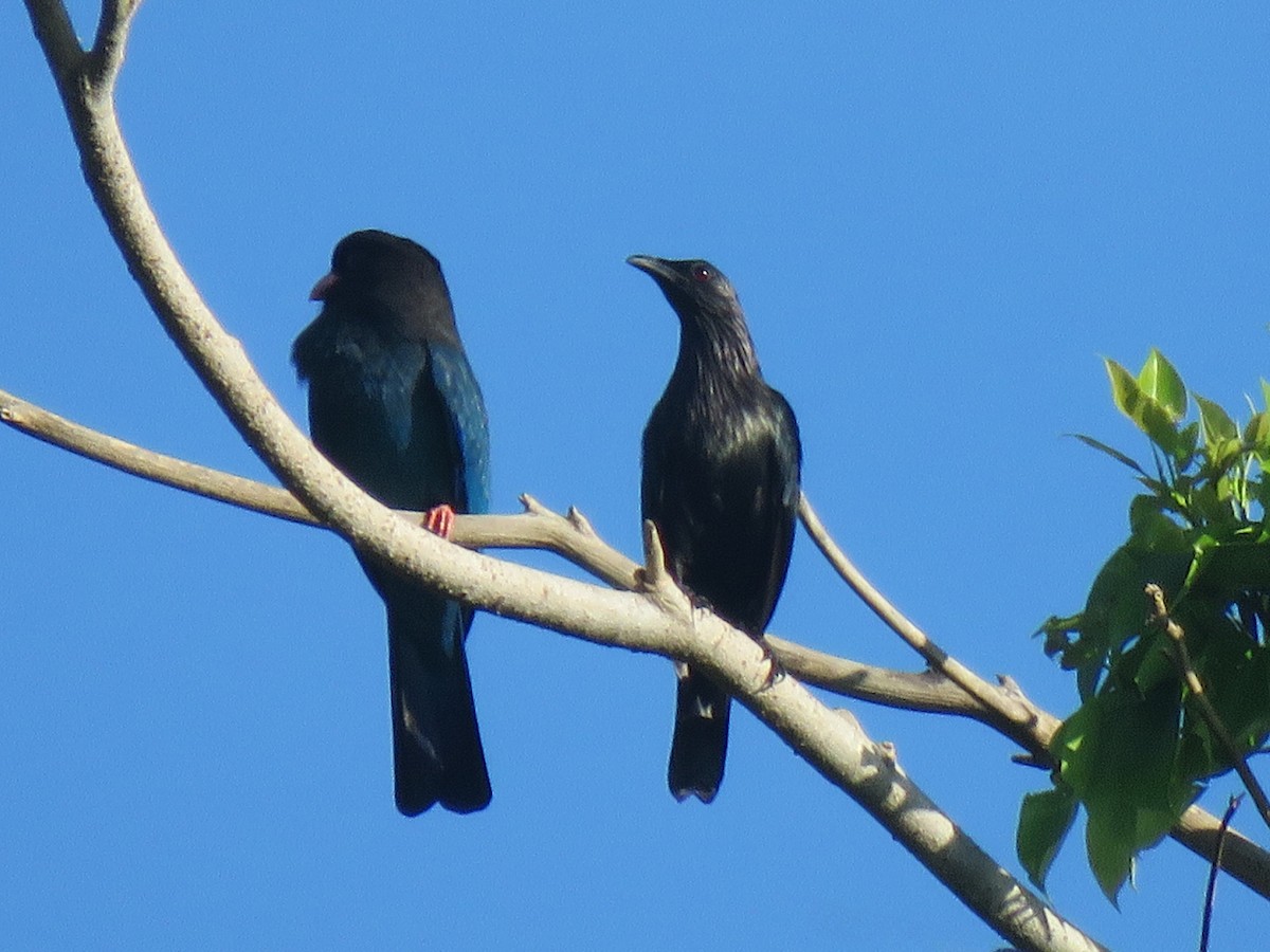 Brown-winged Starling - ML615208893