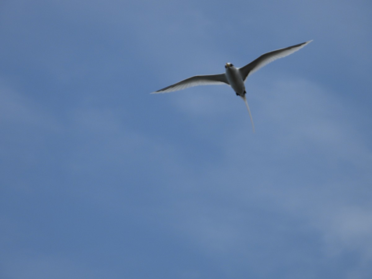 White-tailed Tropicbird - ML615208894
