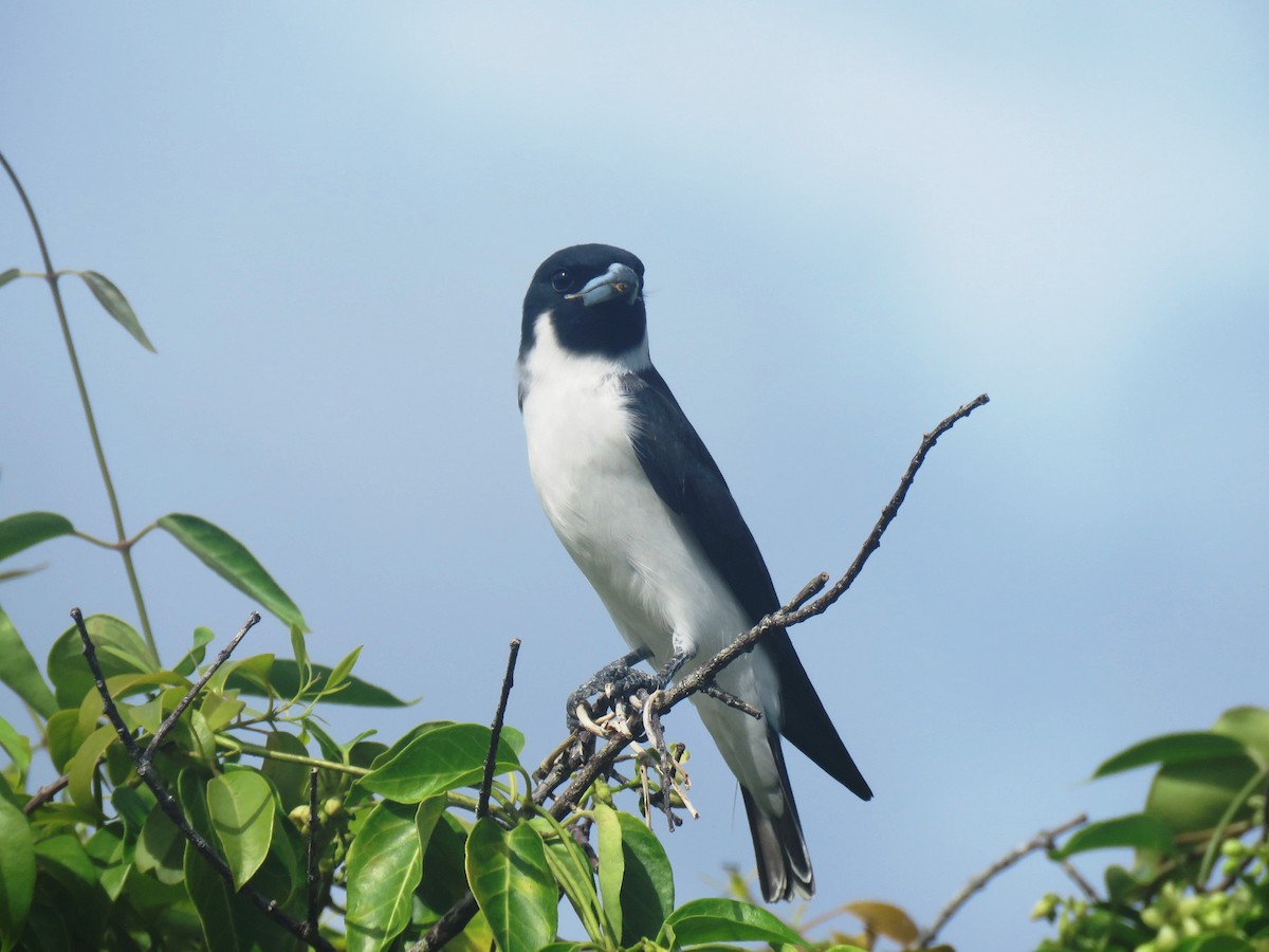 Fiji Woodswallow - ML615208933
