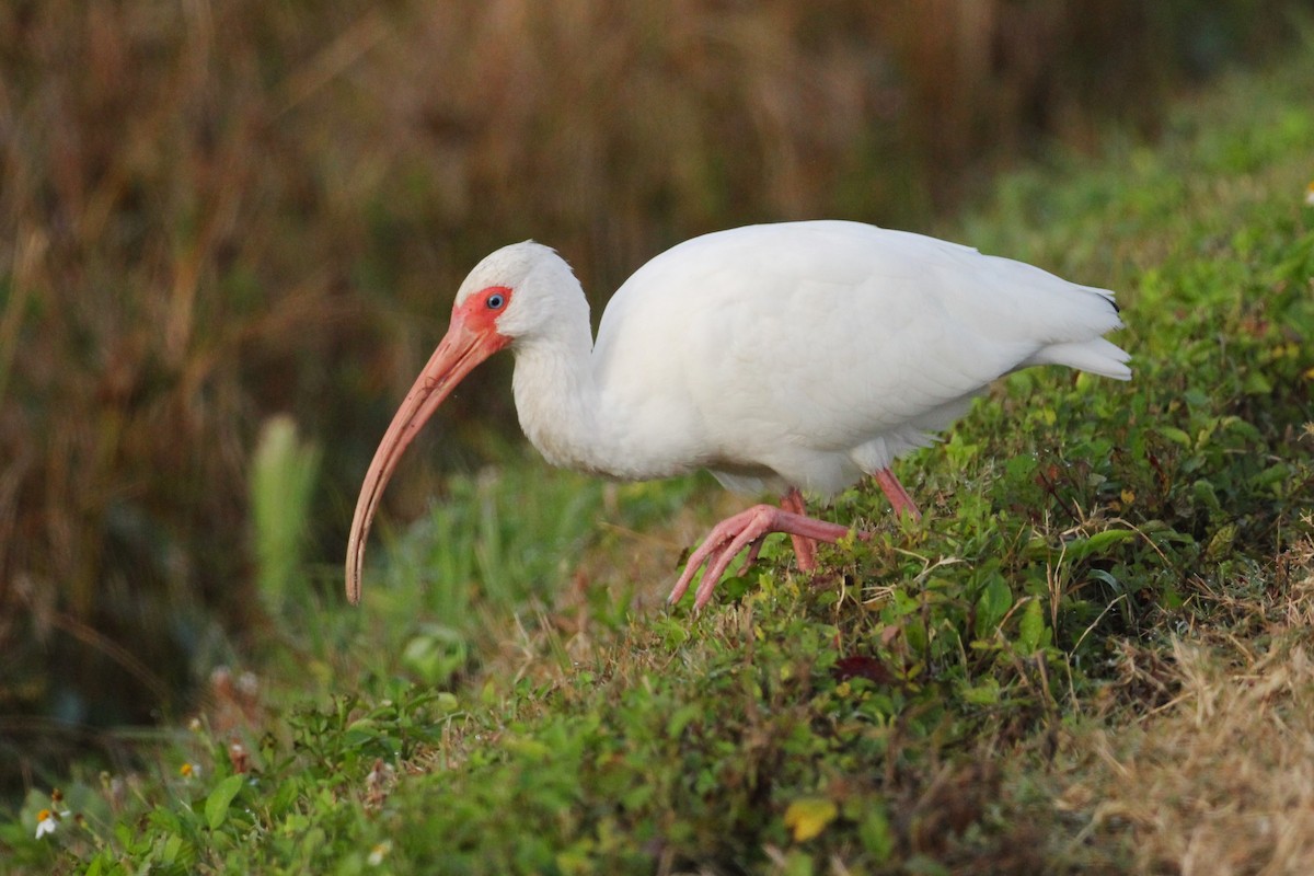 ibis bílý - ML615209114